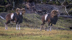 Muflonai_2.jpg