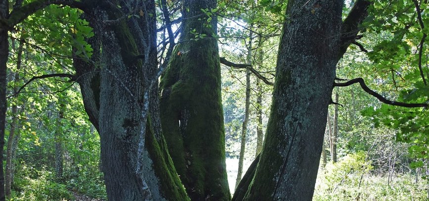 OZOLS 300 gadus 7 SOLI